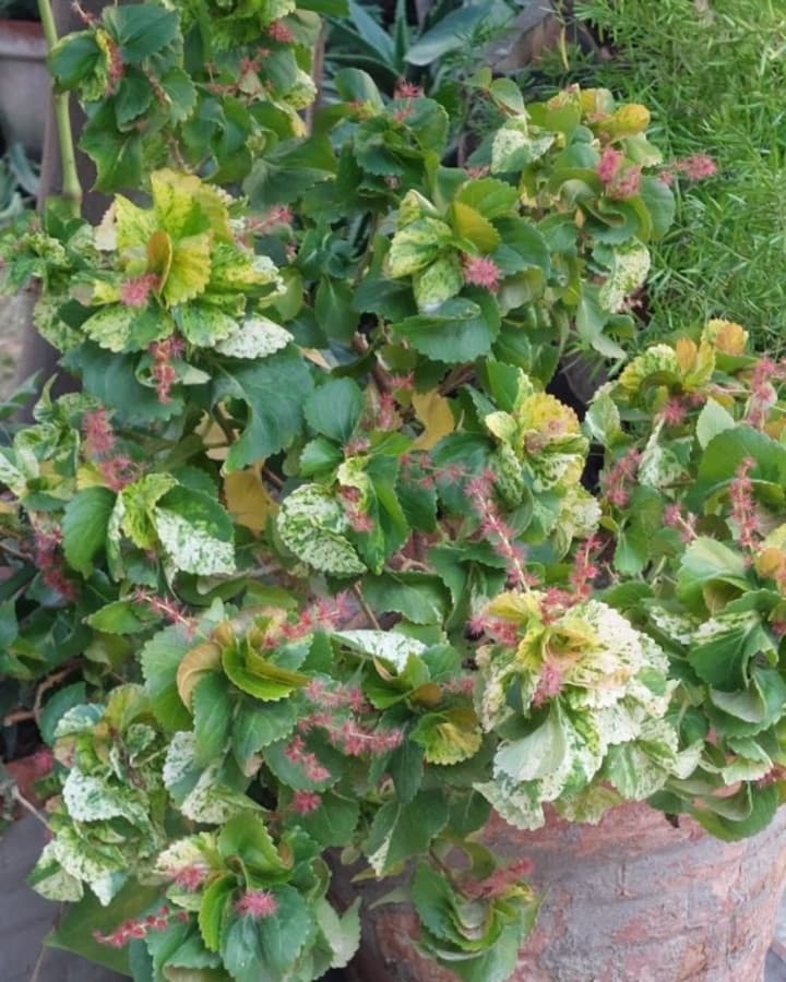 A Khalifa plant with green and cream leaves and pink catkins, in a terracotta pot